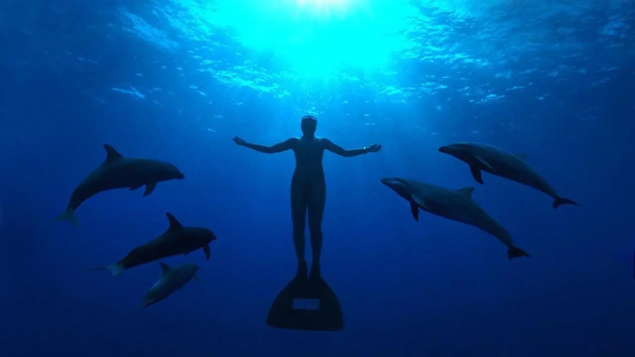 The Cove