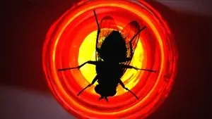 Fly